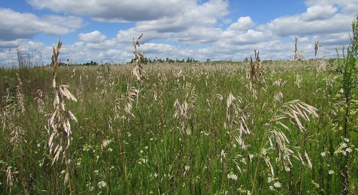 Identifying Smooth Brome, a non-native grass