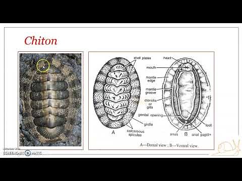 Classification of Phylum Mollusca : Class Polyplacophora