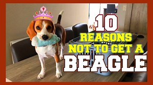 36K views · 415 reactions | How many points does your beagle score in...