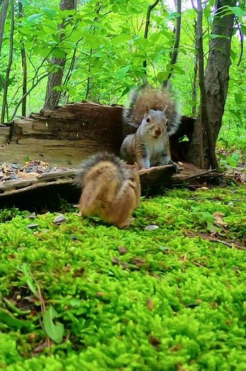 Little Chipmunks fights Big Squirrel #chipmunk #chipmunksandsquirrels #chipmunks #squirrels