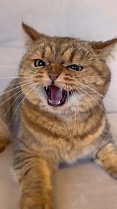 My cat Horror show #cat #horrorshow #cats | NKM TOY