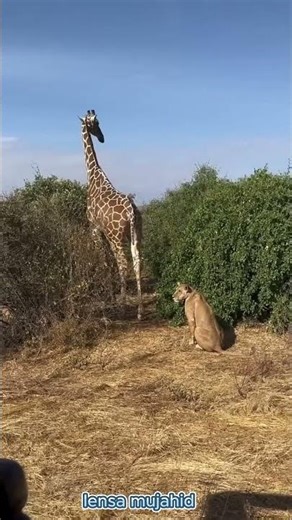 WOW!!! a lion 🦁🦁 preying on a giraffe 🦒