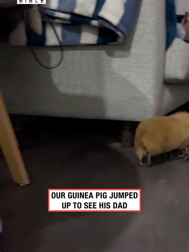 I didn't know they could jump that high 🤣 (🎥: Collab) | Guinea Pig Squeak