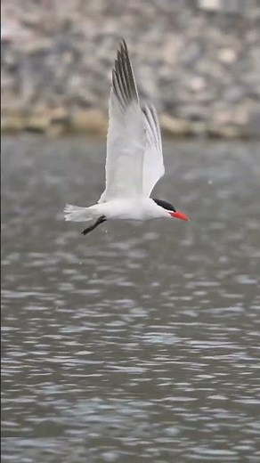 Arctic Tern: The Bird with the Longest Migration! #arctic #wildlifeadventure