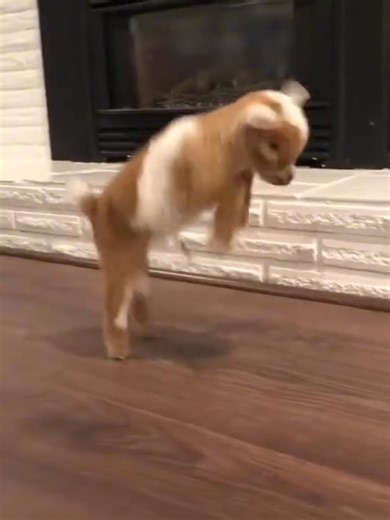 cute baby goat happy time video | Beauty of Nature