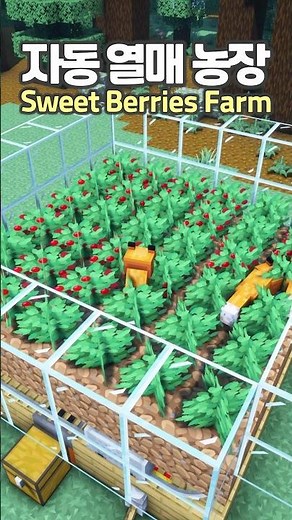 Automatic Sweet Berries Farm 🍓 #Minecraft #minecraftbuild #마인크래프트