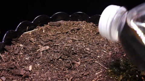 22 days of growth: Radish time-lapse from seed to harvest!