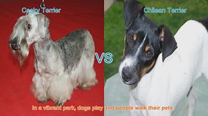 Exploring Cesky Terrier and Chilean Terrier: Unique Dog Breeds