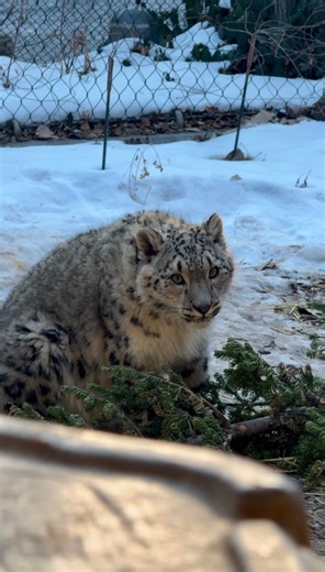 Bigger paws, bigger pounces, and even bigger personalities—snow leopard cubs Pavlova and Bhutan are growing up fast! At 7 months old, these little troublemakers are mastering the art of "big catting"—jumping, climbing, and, of course, plenty of play. As they grow, our team gives them opportunities to hone their skills, including shifting to new habitats in Asian Highlands to encourage exploration and adventure. Next time you visit, you might spot them in a different habitat—so take a stroll thro