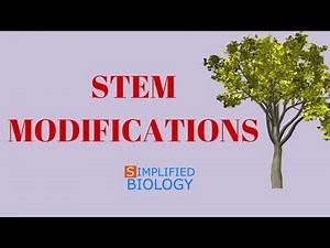 STEM MODIFICATIONS - Morphology of Flowering Plants for NEET, AIIMS, AIPMT, JIPMER, PREMED
