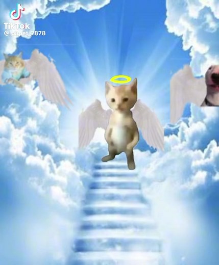 Cuentas recomendadas