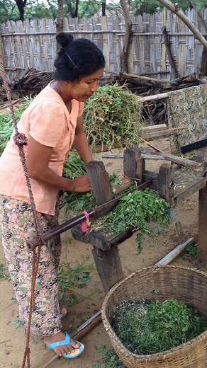 Why Fodder Chopping Matters In this video, you’ll see farmers chopping fodder — a simple practice with big benefits for livestock health. ✅ Increases digestibility so animals get more nutrition from every bite ✅ Improves feed quality by breaking down tough plant material ✅ Prevents picky eating — animals can’t sort through and skip the less-preferred but nutritious pieces By making feed easier to eat and more nutrient-rich, fodder chopping helps farmers boost animal health, reduce waste, and mak