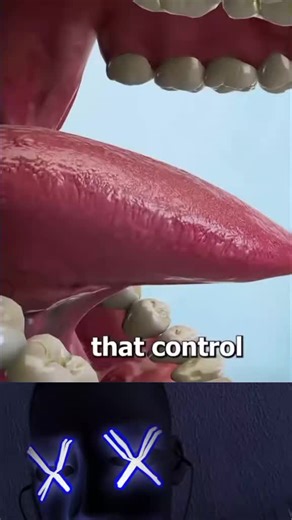 The human tongue #3danimation #3ddesign #visuallearning