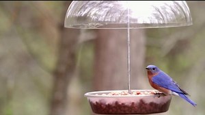 Wild Birds Unlimited TV Spot, 'More Birds, More Joy'