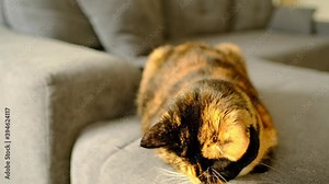 dark brown cat sits at home on the sofa, a woman's hand puts a Party hat on her head, a concept of games and leisure for pets, keeping and caring for animals, birthday