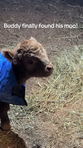 Buddy's Heartwarming Moo Moment with Calves