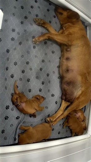 Cute puppy dreaming of running from the looks of it