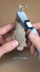 Attacus atlas cocoon 🐛 #atlas#attacusatlas#atlasmoth#mothoftheday#mothcocoon#atlascocoon#entomology#breedingmoths#breedingbutterflies#saturnid#saturnidae | EntomoBoxes.com