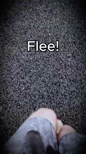 Wide Awake… But Controlled by a Parasite (Jewel Wasp)