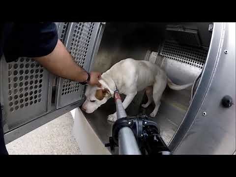 Animal Control greatest catches