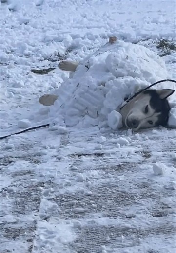 Huskies Having Fun in the Snow