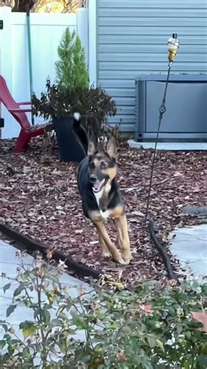 Best home security system .#gsds #guarddog #dogjump #dogmom #dogdad #securitysystem #fyp #shorts