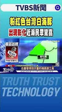 粉紅色台灣白海豚 出現彰化近海民眾驚喜｜TVBS新聞 ‪@tvbsnews24live‬