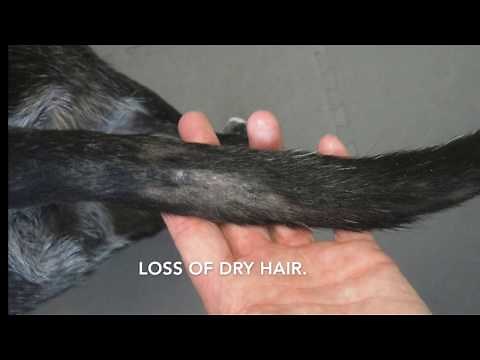 Tail Gland in Dogs and Cats