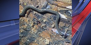 Hammerhead worms make a return to Arkansas