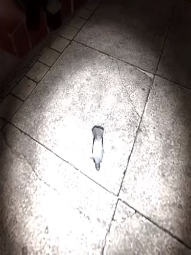 THE BIG BAD WOLF IS TERRIFYING HES WATCHING YOU!... - Gmod Hide & Seek (6)