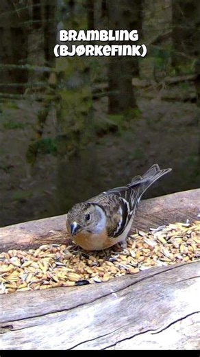 Bramblink - (Bjørkefink) #birdfeeder #bjørkefink #brambling