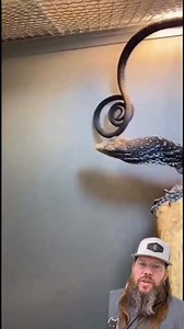 2.7M views · 72K reactions | The Blue spotted tree monitor. The more ya know. #crazy #crazystory #amazing #themoreyouknow | Apex Predator Outfitters | Facebook