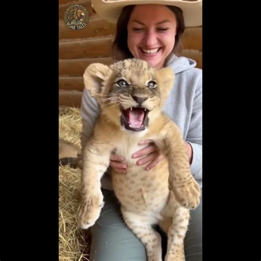 Small But Scary: Lion Cub's Big Roar