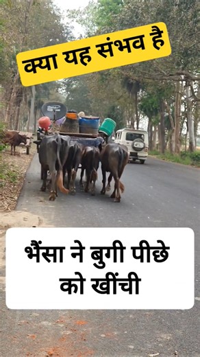 भैंसा ने बुग्गी को पीछे खींचा #bhainsa #buffalo #buffalovideo #animalshorts #animals