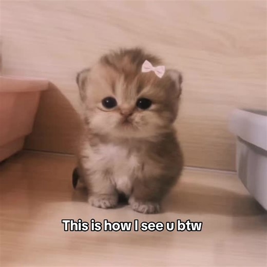 Cute Little Kitten Videos That Melt Your Heart