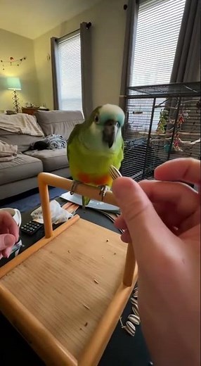 When English Is Your Second Language… and the Parrot Repeats It