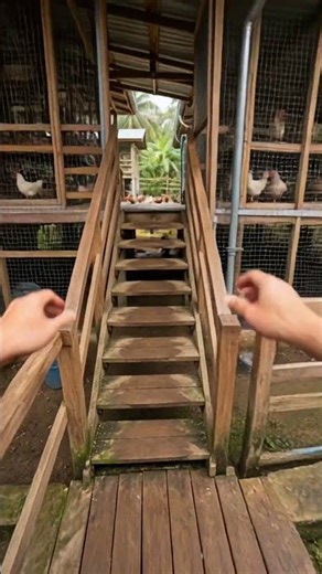 Our Small Backyard Turned Into a Full Chicken Farm #poultryfarming