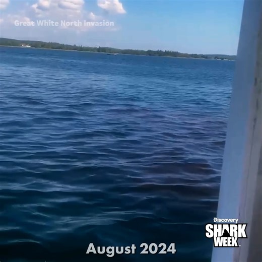 That's a lot of blood! 😟 #SharkWeek | Shark Week