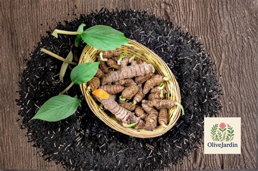 15 Turmeric Root Plants – Curcuma Longa – Live Rhizomes for Planting - Etsy