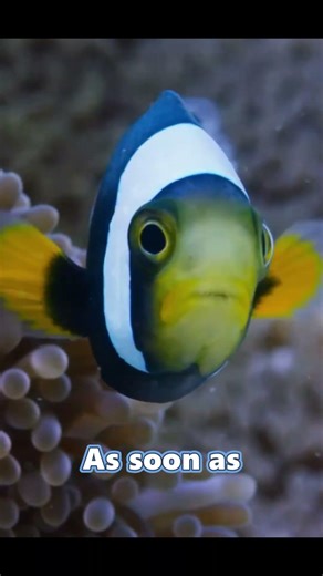 How Do Fish Change Their Gender? 😱#science #shorts