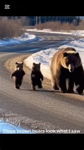 brown bears walking crossing the road #bear