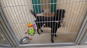 4.1K views · 159 reactions | Look at those cute faces, wagging tails,...