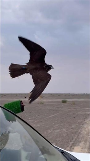 Black Falcon Vs Hubara Bird Desert #youtube #birds #harehunting #falcon #wildlife #nature #falconry