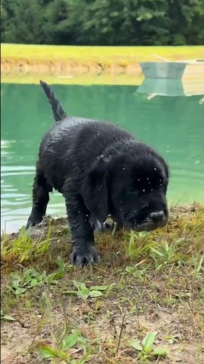 Labrador Retriever puppies begin their lifelong love affair with water 💙