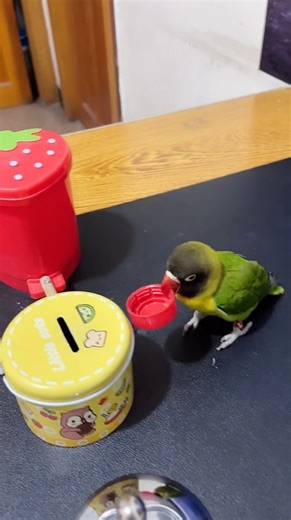 Have you ever seen parrots do better garbage sorting than humans? #EcoFuture #EcoCivilization #Foryou #FunChina | China Plus Culture