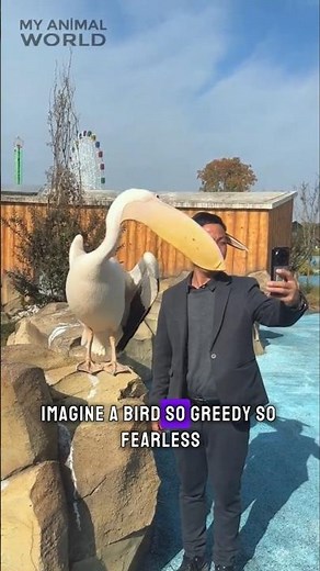 Pelican Tries to Eat a Puppy?! You Have to See This! #Pelican #CrazyAnimals #shorts
