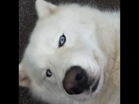 OpenIPC RunCam Wifilink 2 over 4g with C20T gimbal.