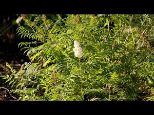 Sorbaria sorbifolia - False spirea