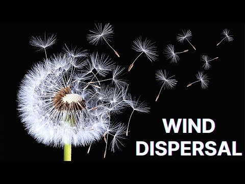 Dandelion Flower | Wind Dispersal of Seeds