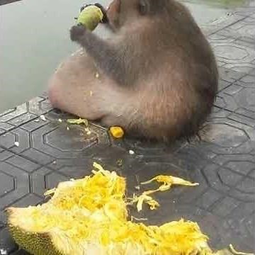 Goofy ahh McDonald's 2